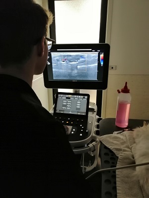Veterinarian performing an ultrasound